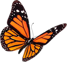 Monarch Orange Butterfly 