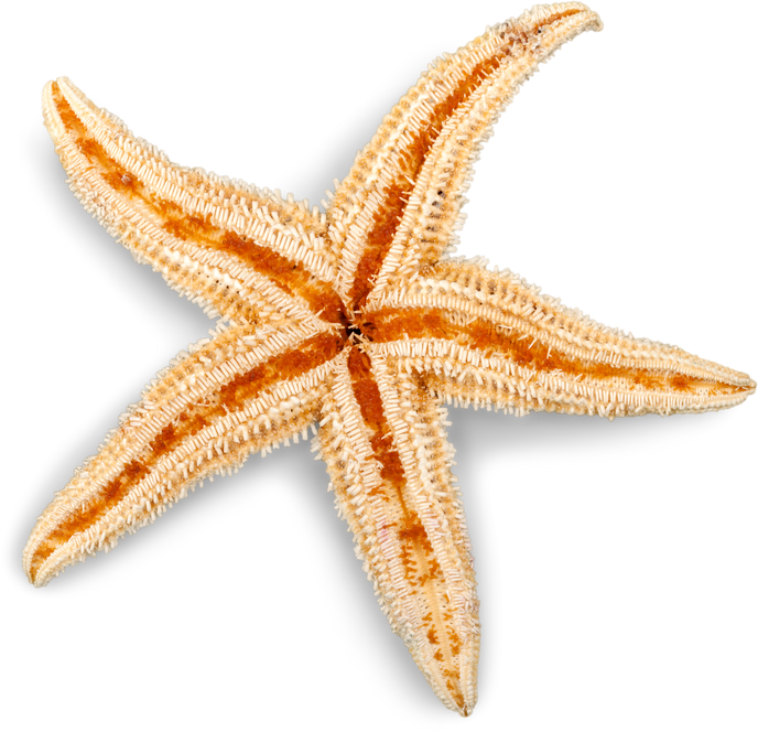 Cute Star Fish