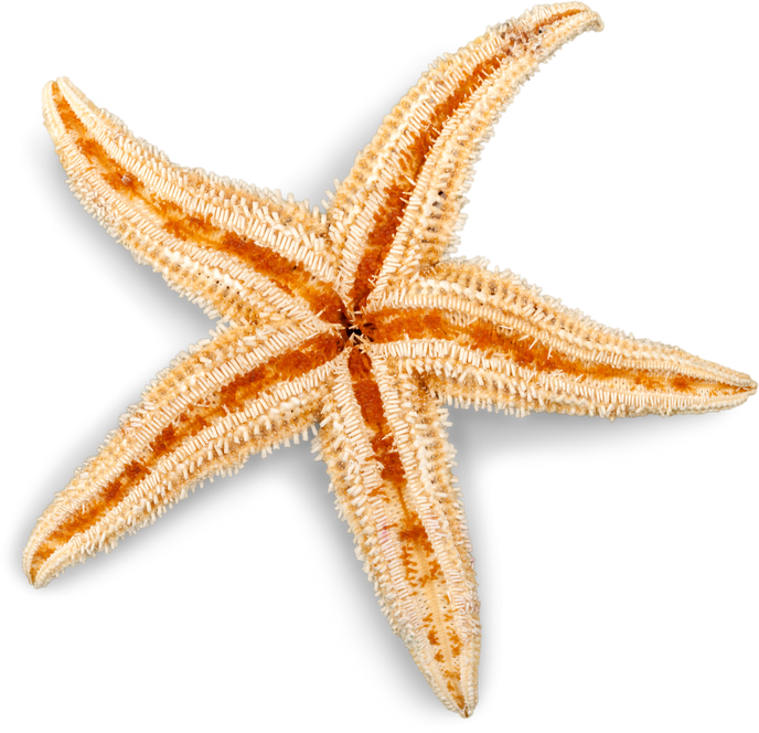 Cute Star Fish