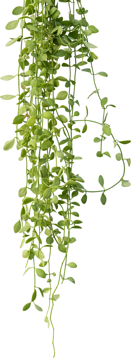 Plant ivy vines hanging, Succulent plants climbing.