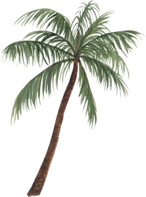 Watercolor Tropical Palm Tree