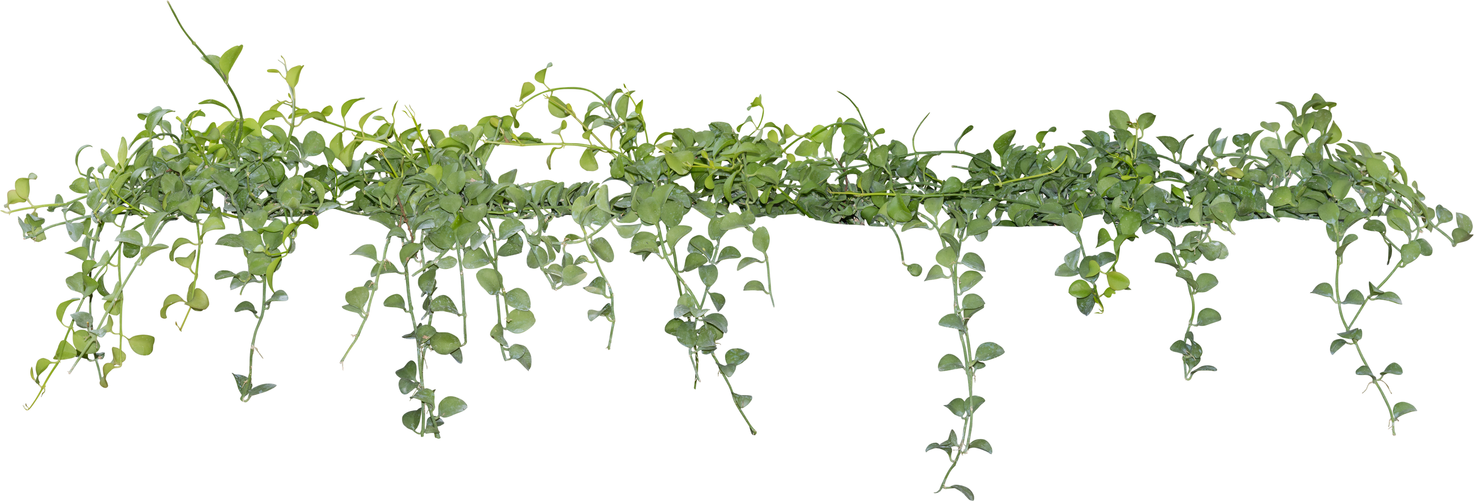 Vine Plant with Green Leaves