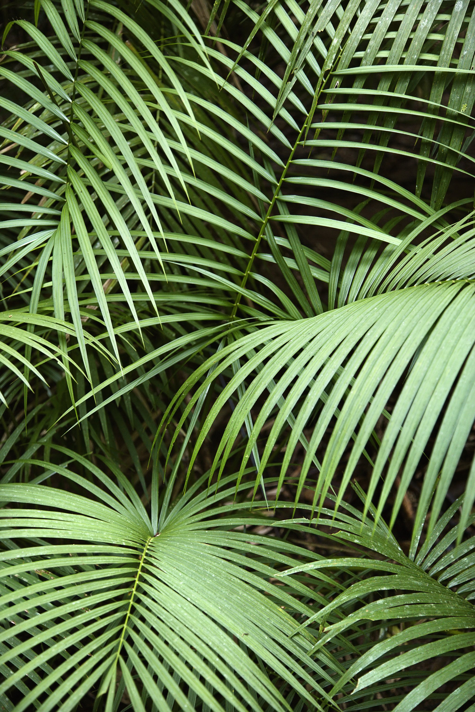 Tropical Plant 