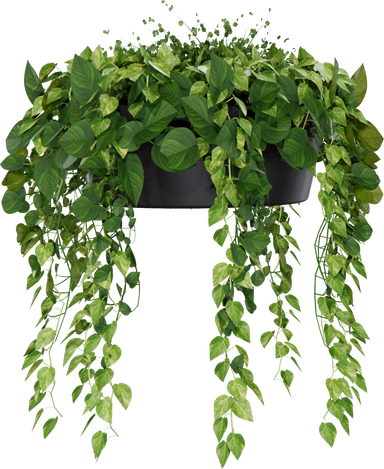 Hanging plant in pot cutout