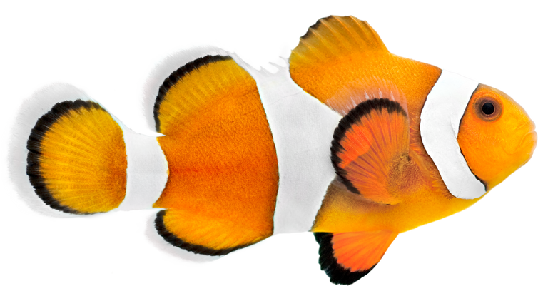 Clown Fish 