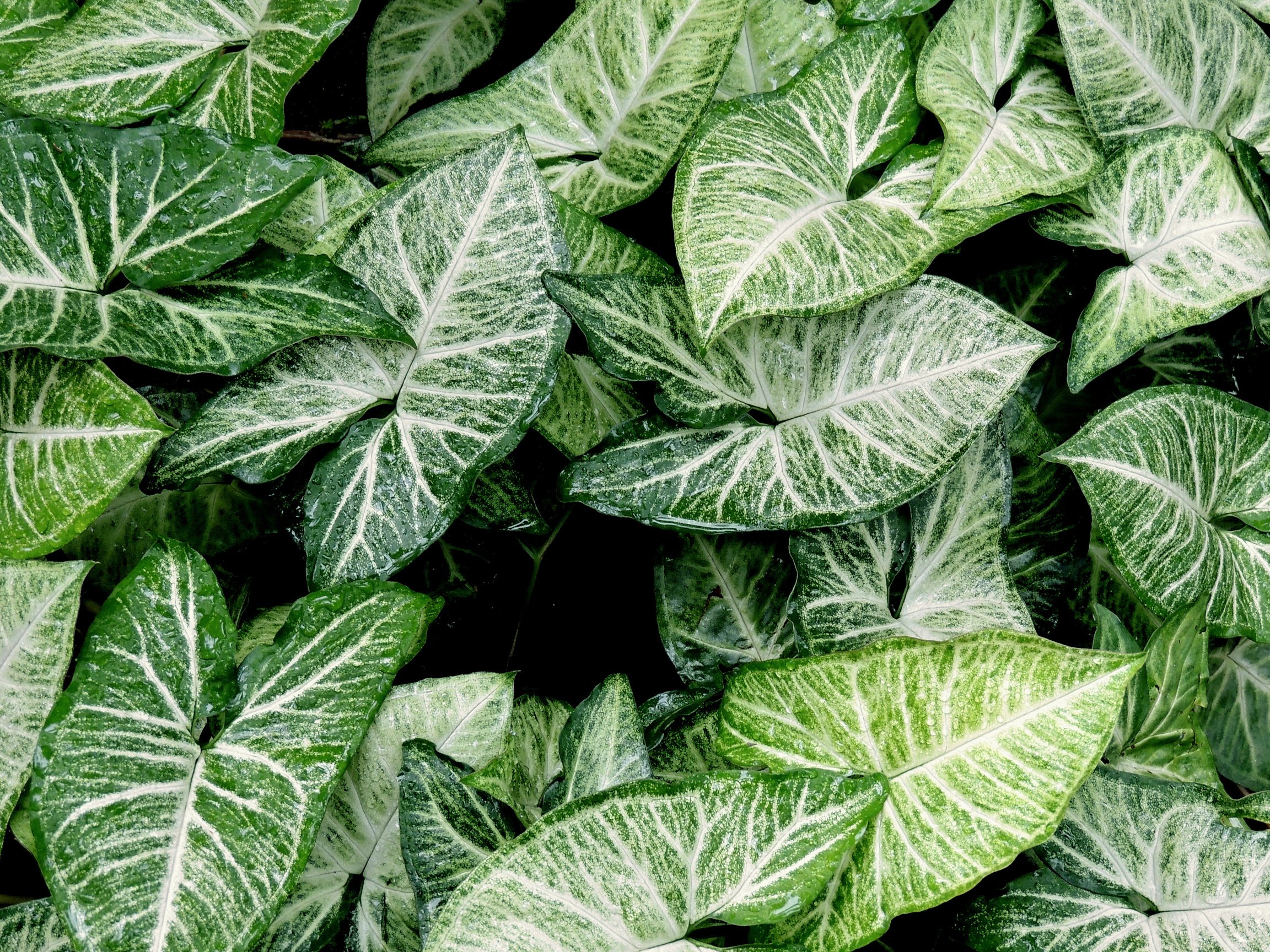 Green leaves