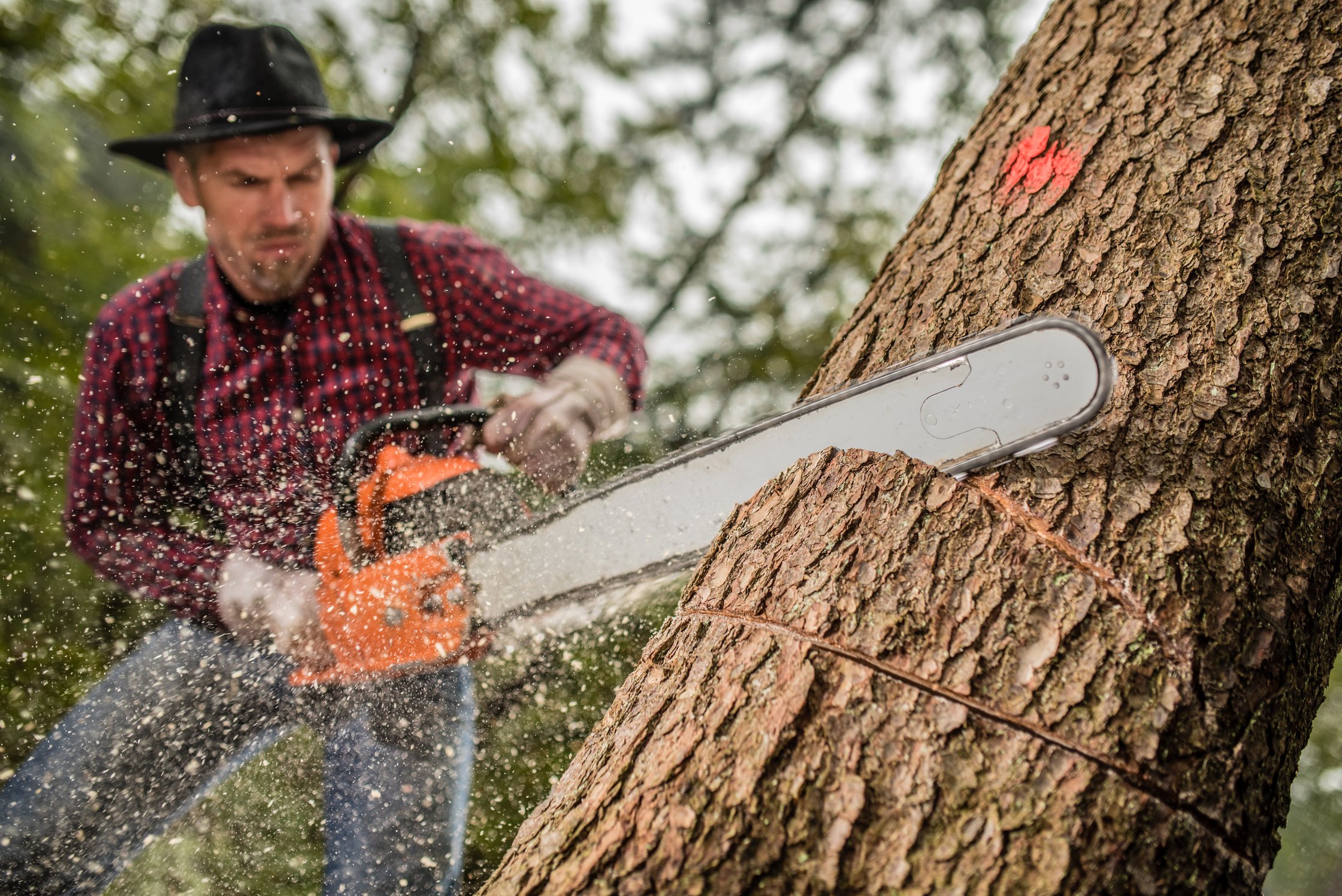 Man cutting tree