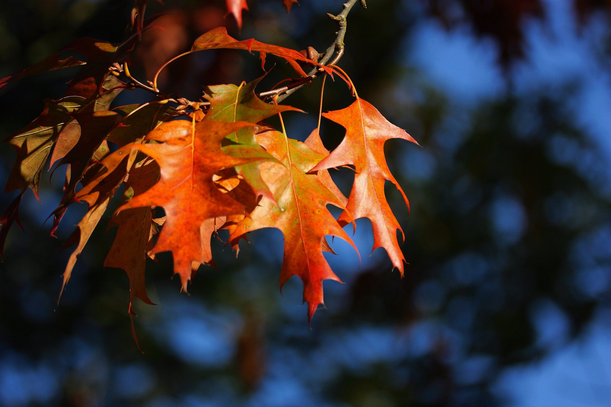 Leaves, Colorful, Autumn, Trees, Sheet Rain, Leaf