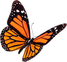 Monarch Orange Butterfly 